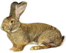 Мех кролика порода Фландр (Бельгийский великан).